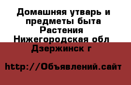 Домашняя утварь и предметы быта Растения. Нижегородская обл.,Дзержинск г.